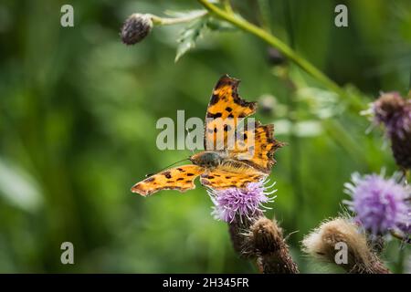 Un closeup Cfalter su un cardo in estate a saarland, spazio copia Foto Stock