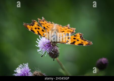 Un closeup Cfalter su un cardo in estate a saarland, spazio copia Foto Stock