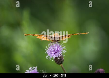 Un closeup Cfalter su un cardo in estate a saarland, spazio copia Foto Stock