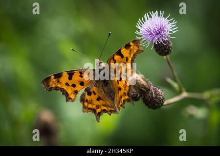 Un closeup Cfalter su un cardo in estate a saarland, spazio copia Foto Stock