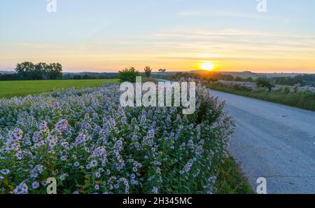 Guardando lungo un verge di alte stelle bianche in fiore (Symphyotrichum, Michaelmas Daisy) verso un tramonto dorato, Wiltshire UK Foto Stock