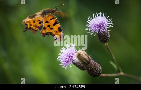 Un closeup Cfalter su un cardo in estate a saarland, spazio copia Foto Stock