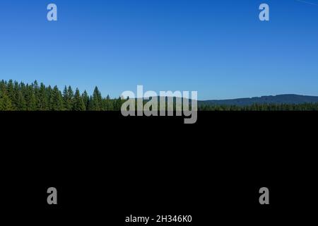 Scatto di un campo erboso giallo con alberi di conifere e colline sullo sfondo in una giornata di sole Foto Stock