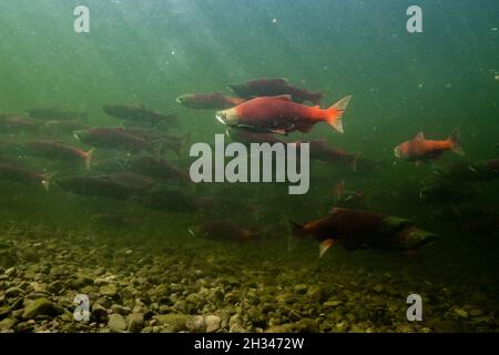 Una grande scuola di salmone da riproduzione nel fiume Stellako, affluente del lago Fraser nel nord della British Columbia, Canada. Foto Stock