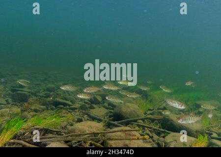 Una grande scuola di salmone chinook giovane in un affluente del fiume Fraser. Foto Stock