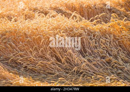 Golden giallo spighe mature di grano o di segale spighe sgusciate dal vento in un campo alla fine dell'estate in giorno di sole. Primo piano del grano ucraino. Agricoltura Foto Stock