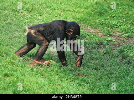 Chimpance (Trogloditi Pan) nel Bioparco zoologico di Valencia, Comunità Valenciana, Spagna Foto Stock