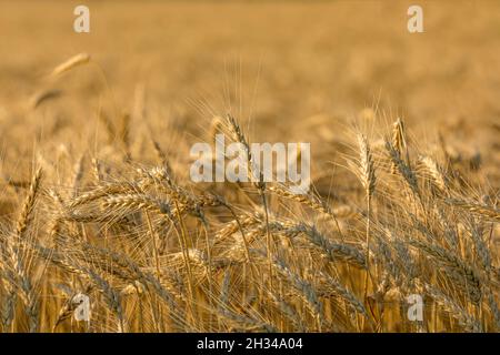 campo di grano invernale pronto per la raccolta al tramonto. Concetto di coltivazione di cereali, mercato delle materie prime e commercio Foto Stock