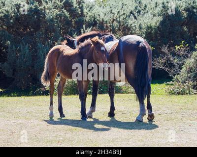 New Forest Pony con il nemico, la New Forest, Hampshire, Regno Unito Foto Stock