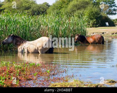 Due pony della Foresta Nuova che guado in acqua per mangiare canne a Hatchet Pond, la Foresta Nuova, Hampshire, Regno Unito Foto Stock