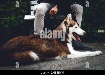 Cane Husky siberiano nel parco situato vicino al suo proprietario Foto Stock