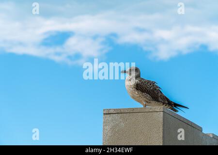 Un giovane gabbiano a zampe gialle in piedi sul muro di roccia. Un gabbiano sul cielo blu Foto Stock