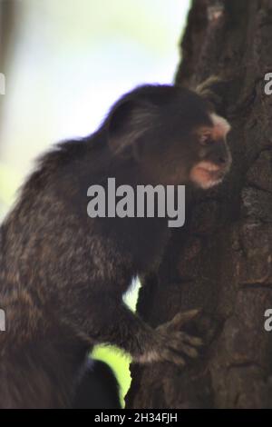 Marmoset comune (Callithrix jacchus) su un albero nel giardino botanico di Rio de Janeiro, Brasile Foto Stock