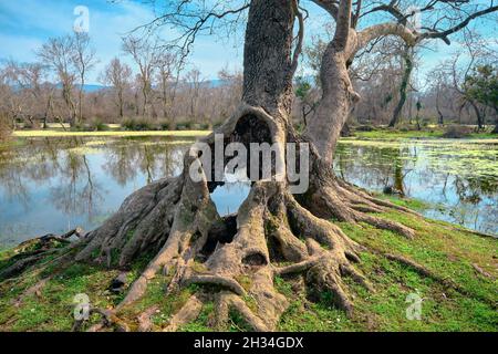 Albero enorme, essiccato e appassito in pianura alluvionale (longoz ormani) foresta in Karacabey Bursa con grande buco all'interno del corpo di albero Foto Stock