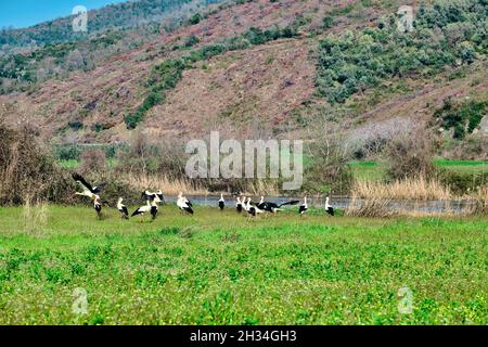 Foresta della pianura nel Karacabey Bursa molti e gruppi di uccelli pellicani cicogna nera e bianca sul campo agricolo verde vicino al fiume e gli alberi. Foto Stock