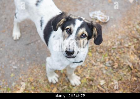 il cane senza tetto con le orecchie nere si alza sul marciapiede Foto Stock