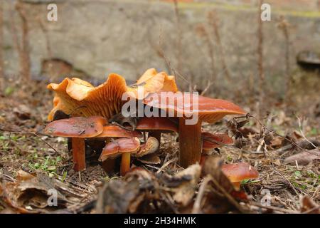 Funghi selvatici nella foresta in autunno dopo la pioggia.funghi giallo chanterelle in una foresta finlandese in autunno. Foto Stock