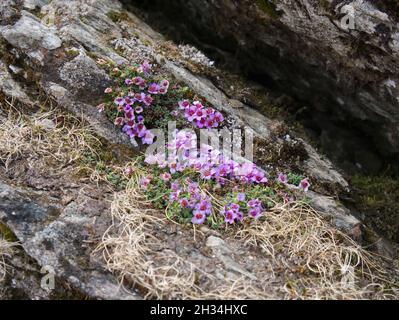 Saxifrage viola, un raro fiore artico alpino che cresce sulla cresta meridionale di Snowdon/Yr Wyddfa, Snowdonia, Galles del Nord Foto Stock