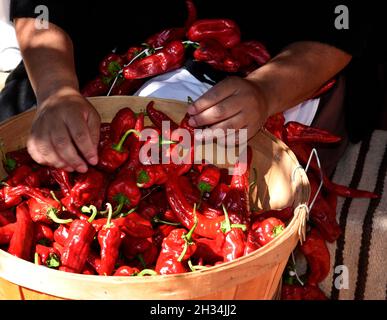 Una donna dimostra come fare i ristras tradizionali stringendo pods di peperoncino rosso al museo di storia vivente di El Rancho de las Golondrinas New Mexico. Foto Stock