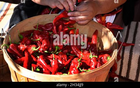 Una donna dimostra come fare i ristras tradizionali stringendo pods di peperoncino rosso al museo di storia vivente di El Rancho de las Golondrinas New Mexico. Foto Stock