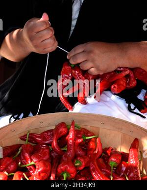 Una donna dimostra come fare i ristras tradizionali stringendo pods di peperoncino rosso al museo di storia vivente di El Rancho de las Golondrinas New Mexico. Foto Stock