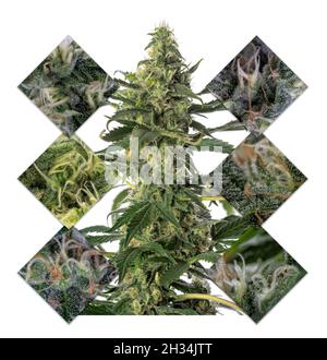 Un collage di pianta di cannabis Skunk isolato su bianco Foto Stock