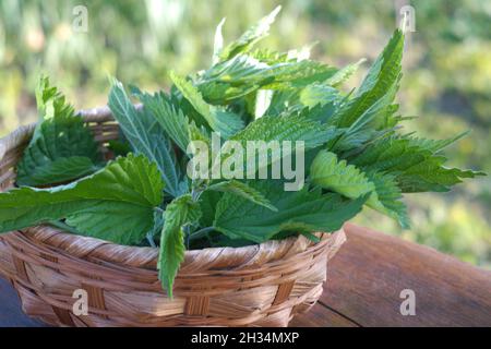 Ortiche appena raccolte in un cestino di vimini Foto Stock