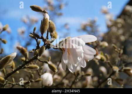 Magnolie bianche contro il cielo blu della sorgente in una giornata di aprile a Bregenz (Austria) Foto Stock