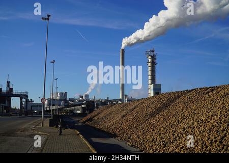 Barbabietole da zucchero raccolte (Beta vulgaris) su un mucchio di grandi dimensioni. Sullo sfondo la fabbrica di zucchero con camino fumatore e nubi di fumo bianco. Nordstemmen, Germania Foto Stock