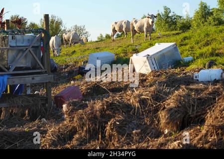 Ironton, Stati Uniti d'America. 24 Settembre 2021. Il bestiame pascolo tra i detriti dopo l'uragano Ida 24 settembre 2021 a Ironton, Louisiana. Credit: Julie Joseph/FEMA/Alamy Live News Foto Stock