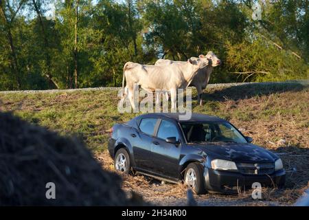 Ironton, Stati Uniti d'America. 24 Settembre 2021. Bestiame pascolano tra detriti e veicoli distrutti dopo l'uragano Ida 24 settembre 2021 a Ironton, Louisiana. Credit: Julie Joseph/FEMA/Alamy Live News Foto Stock