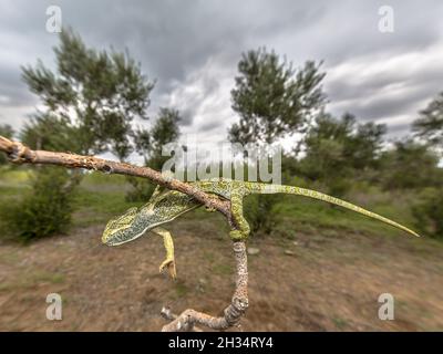 Primo piano del camaleonte africano (Chamaeleo africanus) che si arrampica sul ramo nel paesaggio habitat Foto Stock