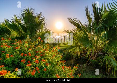 un pezzo di mare e il sole che sorge sopra di esso brilla attraverso palme e altre piante tropicali Foto Stock