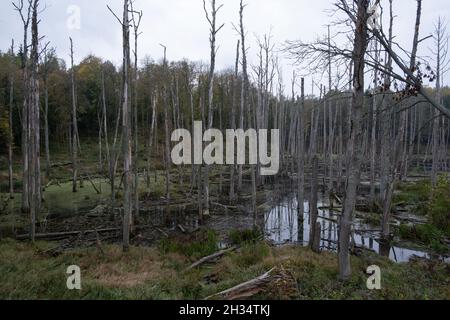 Podlasie, Polonia - 20 ottobre 2020: Anatre galleggianti nel lago Foto Stock