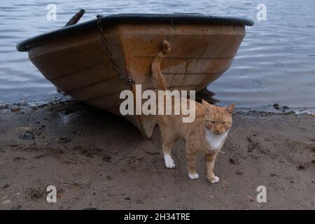 Wojnowo, Polonia - 10 ottobre 2020: Gatto zenzero e una barca sul lago Foto Stock