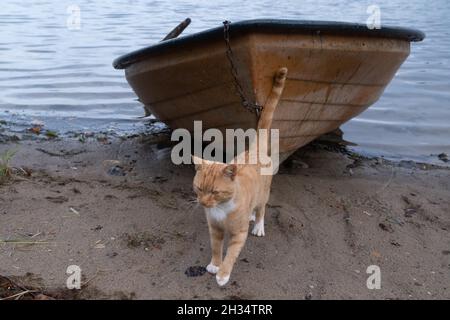 Wojnowo, Polonia - 10 ottobre 2020: Gatto zenzero e una barca sul lago Foto Stock