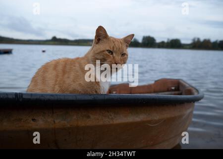 Wojnowo, Polonia - 10 ottobre 2020: Gatto zenzero e una barca sul lago Foto Stock