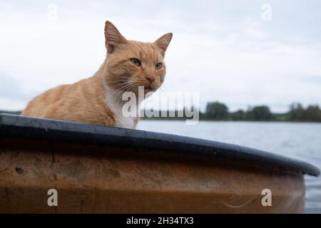 Wojnowo, Polonia - 10 ottobre 2020: Gatto zenzero e una barca sul lago Foto Stock