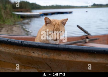 Wojnowo, Polonia - 10 ottobre 2020: Gatto zenzero e una barca sul lago Foto Stock