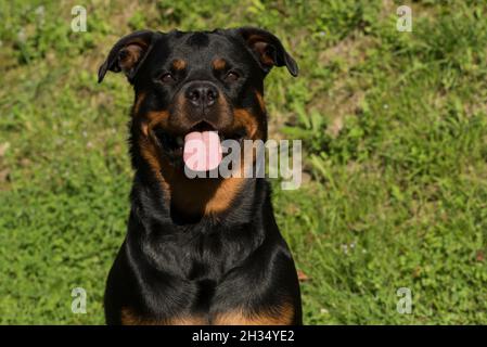 Cane di Rottweiler Foto Stock