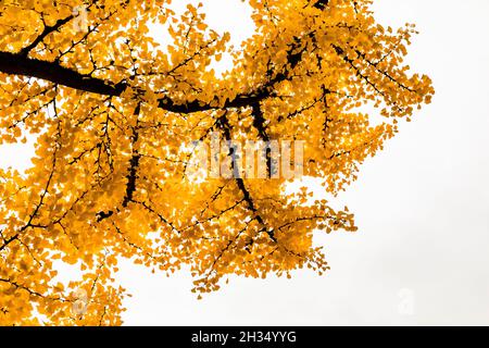 Ginkgo, Ginkgo biloba, autunno lascia contro un cielo grigio nel Seattle Japanese Garden, Seattle, Washington state, USA Foto Stock