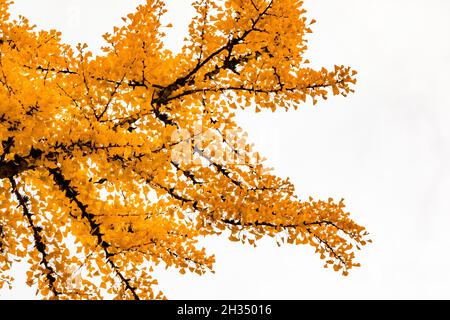 Ginkgo, Ginkgo biloba, autunno lascia contro un cielo grigio nel Seattle Japanese Garden, Seattle, Washington state, USA Foto Stock