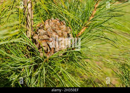 Un cono maturo caduto, imbevuto di resina di cedro, appeso in rami di cedro. La resina di cedro di NUTS è usata nella medicina e nella cottura. Messa a fuoco selettiva. Foto Stock