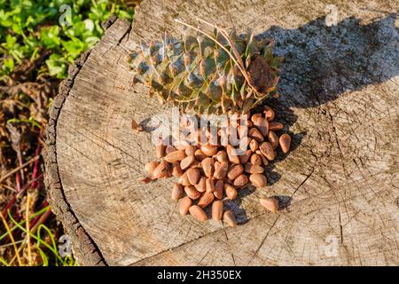Pinoli con cono di pino fresco imbevuto di resina su un ceppo di albero. Messa a fuoco selettiva. Foto Stock