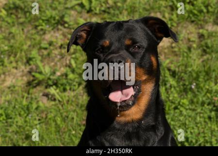 Cane di Rottweiler Foto Stock