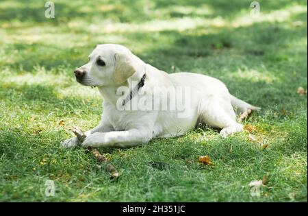 Ritratto a tutta lunghezza di bianco Labrador cane sdraiato su erba verde nel parco e giocare con bastone, spazio copia Foto Stock