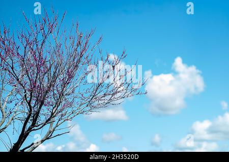 Vista di un pesco fiore con uccelli sui rami nel giardino Foto Stock