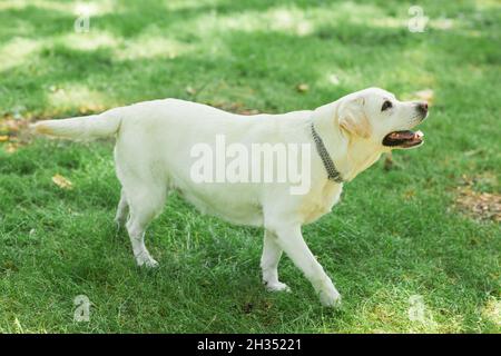 Vista laterale ritratto a tutta lunghezza di bianco Labrador cane su erba verde nel parco, godere a piedi in estate, spazio copia Foto Stock