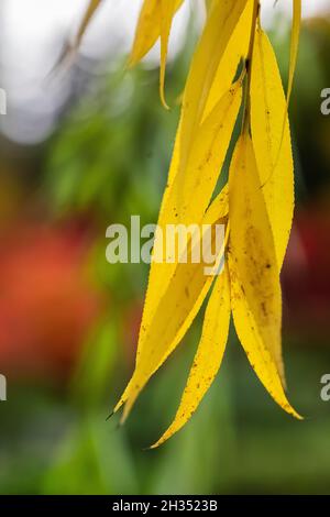 Piangendo salice foglie in autunno nel Seattle Japanese Garden, Seattle, Washington state, USA Foto Stock