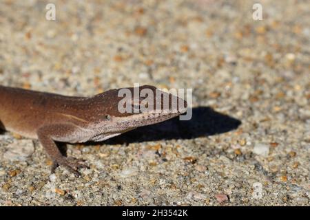 Lizard - Anolis carolinensis - nella sua forma marrone strisciando attraverso un marciapiede. Fuoco selettivo sulla relativa testa. Foto Stock